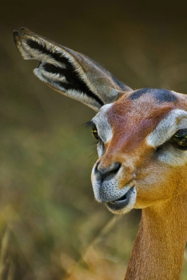 Обои природа, антилопа, геренук, жирафовая газель, nature, antelope, gerenuk, giraffidae gazelle разрешение 1920x1080 Загрузить