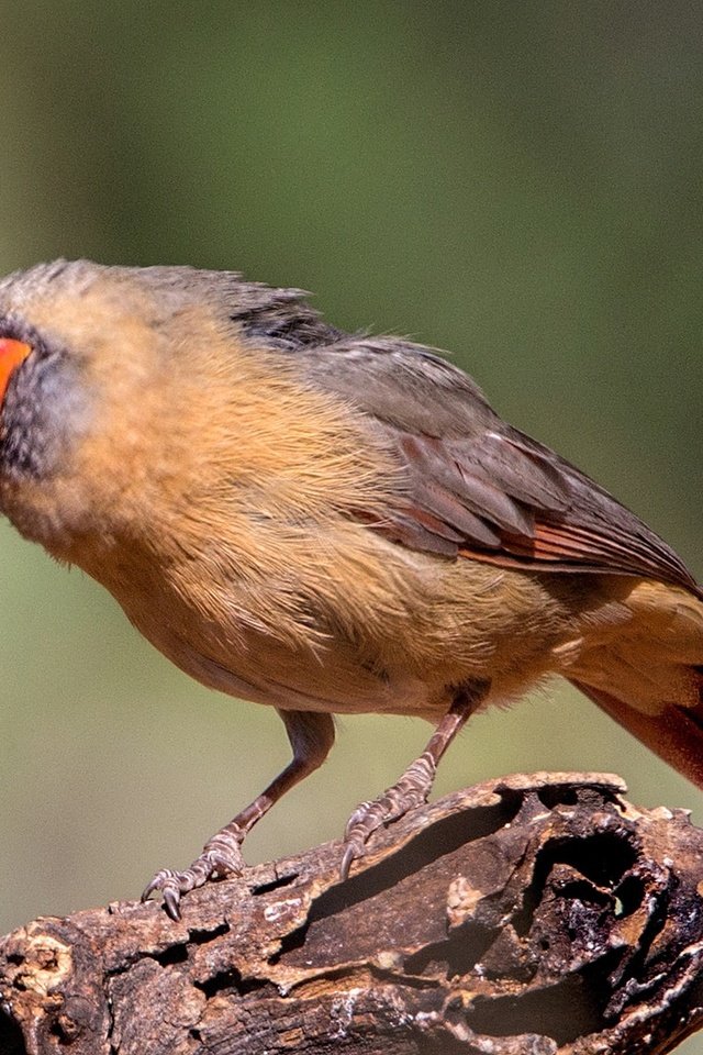 Обои птица, клюв, хвост, кардинал, красный кардинал, bird, beak, tail, cardinal, red cardinal разрешение 2048x1152 Загрузить