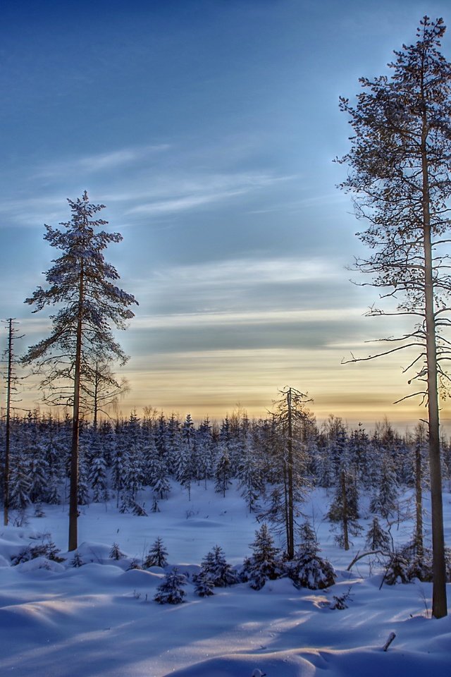 Обои небо, деревья, снег, лес, зима, финляндия, the sky, trees, snow, forest, winter, finland разрешение 6000x4004 Загрузить