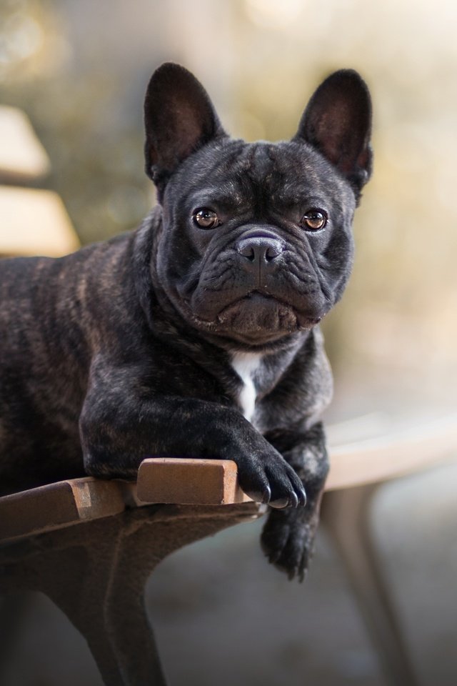 Обои собака, друг, скамья, французский бульдог, dog, each, bench, french bulldog разрешение 2560x1493 Загрузить