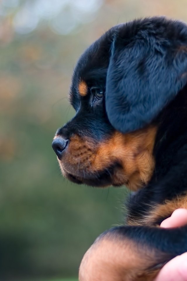 Обои собака, щенок, профиль, ротвейлер, dog, puppy, profile, rottweiler разрешение 2048x1316 Загрузить