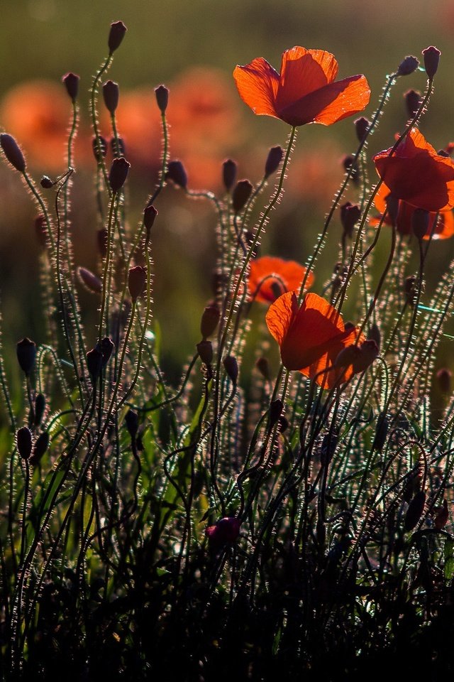 Обои свет, цветы, природа, бутоны, лепестки, красные, маки, силуэты, light, flowers, nature, buds, petals, red, maki, silhouettes разрешение 2048x1152 Загрузить