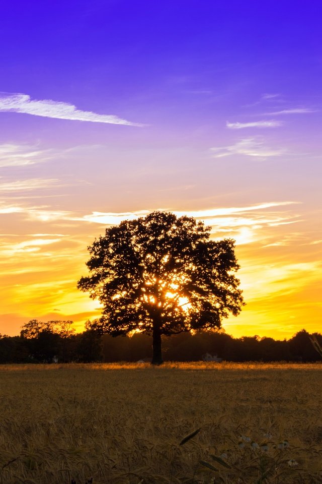 Обои небо, свет, облака, дерево, закат, поле, the sky, light, clouds, tree, sunset, field разрешение 2560x1707 Загрузить