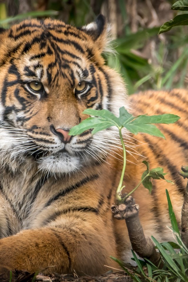 Обои тигр, большая кошка, детеныш, суматранский тигр, tiger, big cat, cub, sumatran tiger разрешение 3000x2000 Загрузить