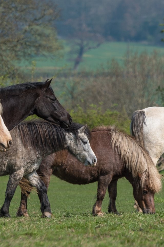 Обои трава, пони, деревья, природа, зелень, луг, лошади, кони, пастбище, grass, pony, trees, nature, greens, meadow, horse, horses, pasture разрешение 6016x3384 Загрузить