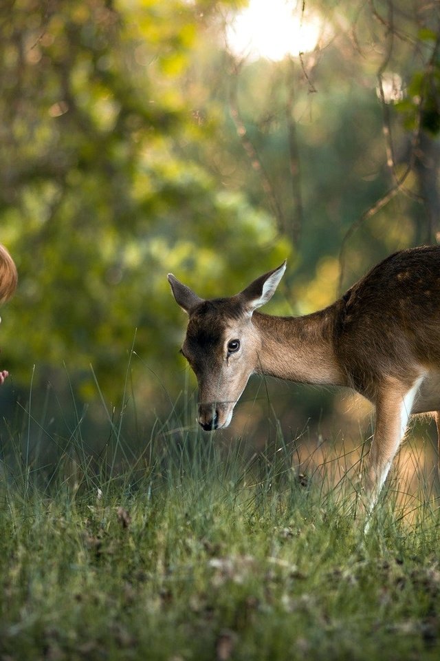 Обои трава, природа, лес, олень, ребенок, мальчик, grass, nature, forest, deer, child, boy разрешение 1920x1080 Загрузить