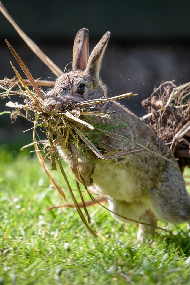 Обои трава, ситуация, кролик, заяц, сухая трава, grass, the situation, rabbit, hare, dry grass разрешение 2048x1367 Загрузить