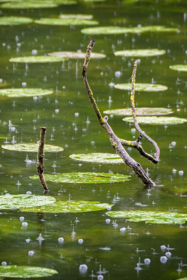 Обои ветка, капли, дождь, пруд, пузырьки, branch, drops, rain, pond, bubbles разрешение 2560x1706 Загрузить