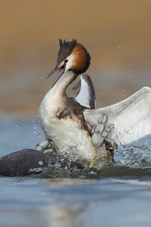 Обои вода, птицы, утки, драка, большая поганка, чомга, water, birds, duck, fight, great crested grebe, the great crested grebe разрешение 3324x2351 Загрузить