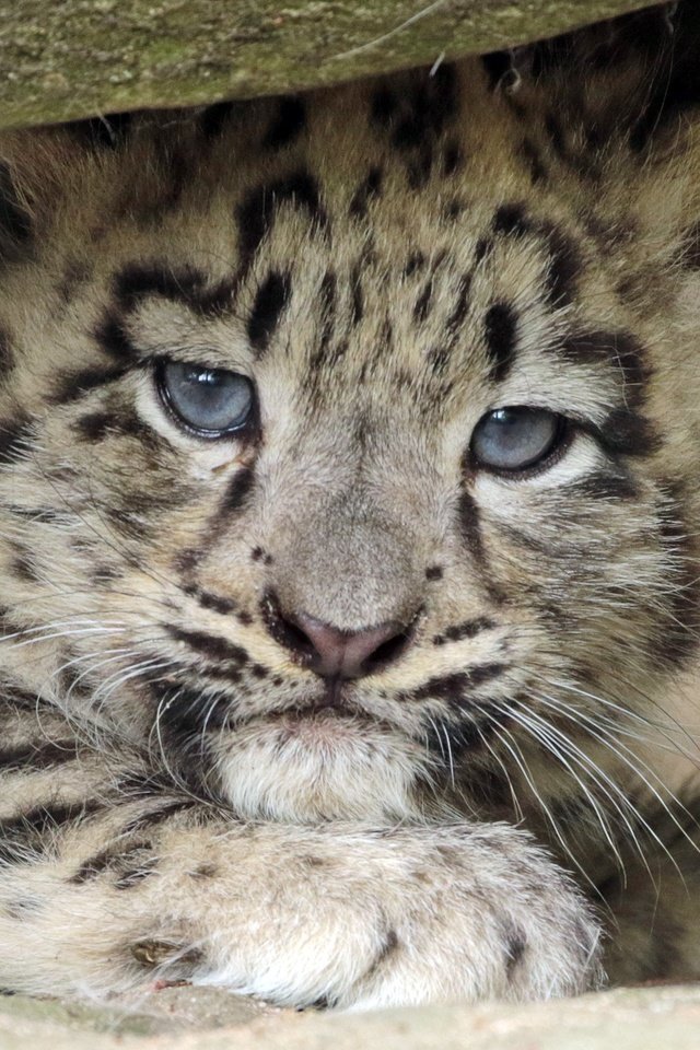 Обои взгляд, хищник, снежный барс, дикая кошка, детеныш, look, predator, snow leopard, wild cat, cub разрешение 2512x1904 Загрузить