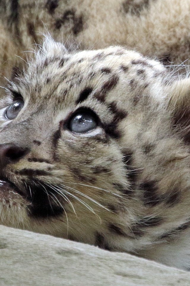 Обои взгляд, хищник, снежный барс, дикая кошка, детеныш, look, predator, snow leopard, wild cat, cub разрешение 2000x1280 Загрузить