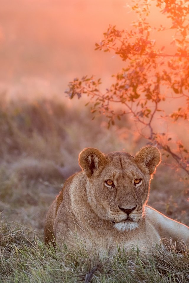 Обои морда, закат, взгляд, большая кошка, лев, львица, face, sunset, look, big cat, leo, lioness разрешение 2500x1667 Загрузить