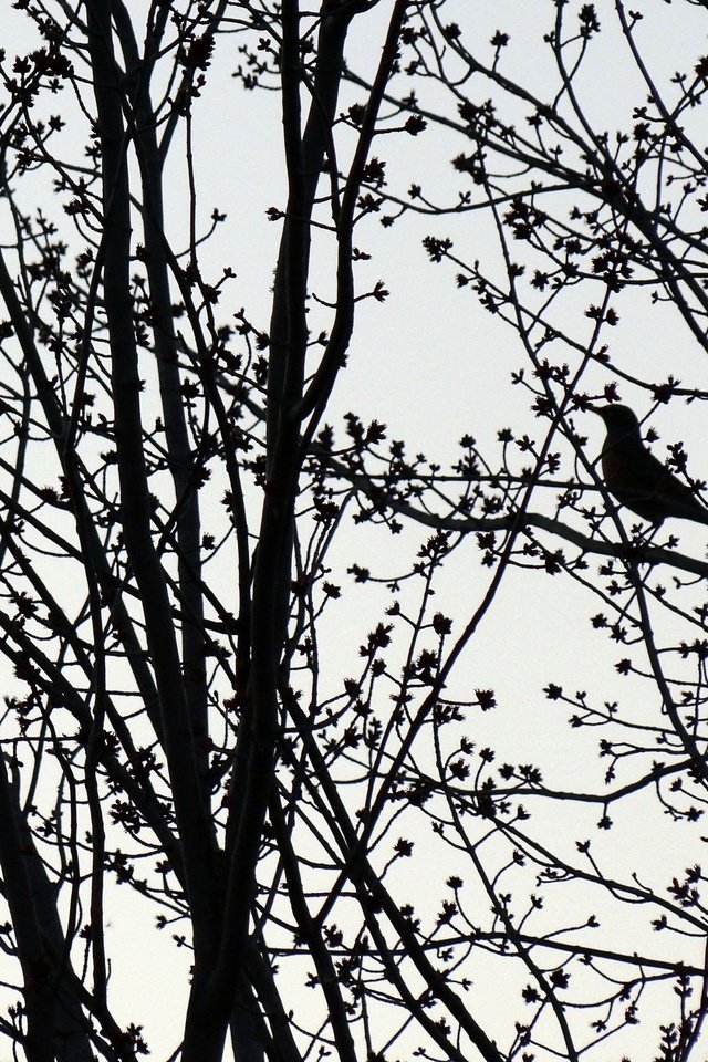 Обои деревья, ветки, птица, силуэт,     дерево, trees, branches, bird, silhouette, tree разрешение 4608x3456 Загрузить