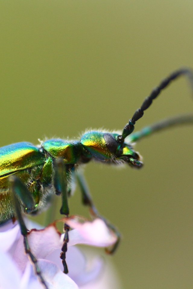 Обои жук, насекомое, фон, усики, beetle, insect, background, antennae разрешение 1920x1280 Загрузить