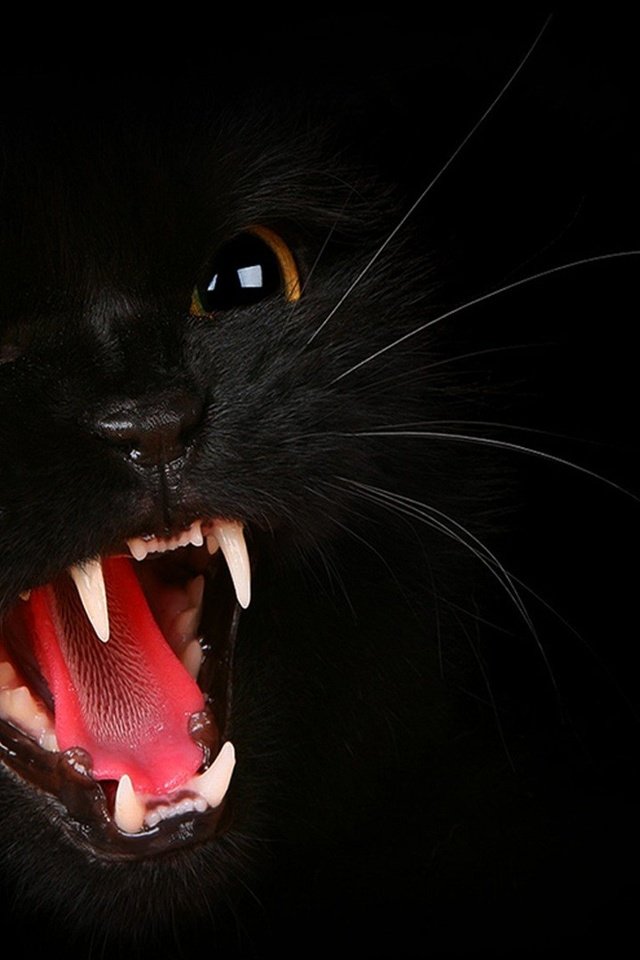 Обои глаза, морда, фон, кот, усы, кошка, взгляд, черный, зубы, teeth, eyes, face, background, cat, mustache, look, black разрешение 1920x1080 Загрузить