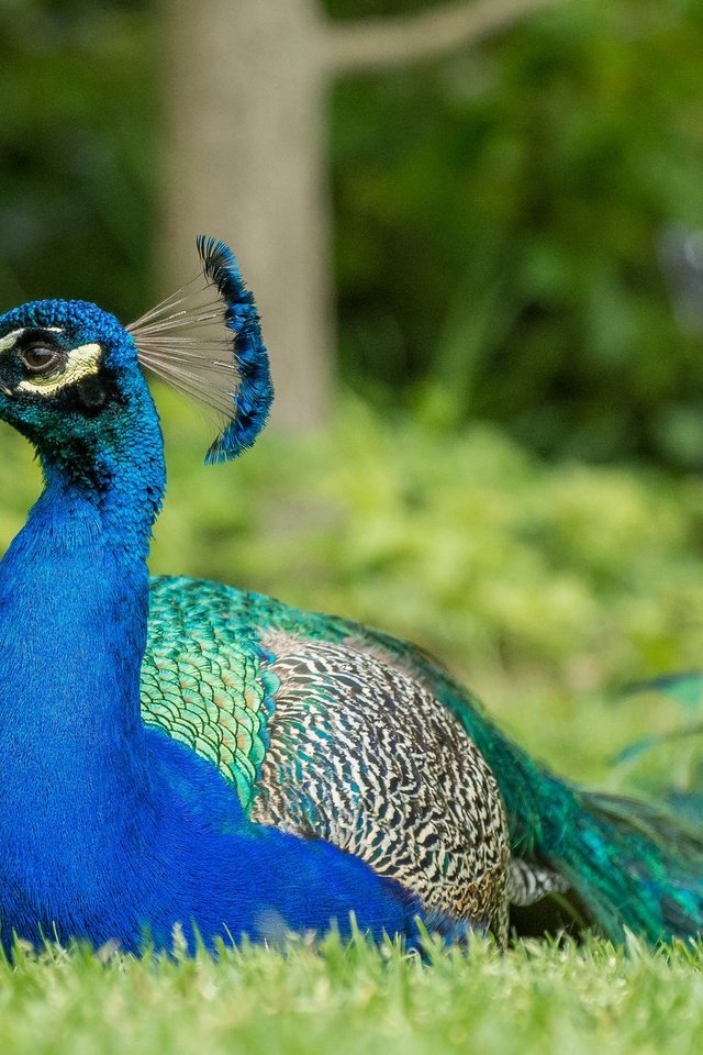 Обои трава, природа, птица, клюв, павлин, перья, окрас, хвост, grass, nature, bird, beak, peacock, feathers, color, tail разрешение 2048x1220 Загрузить