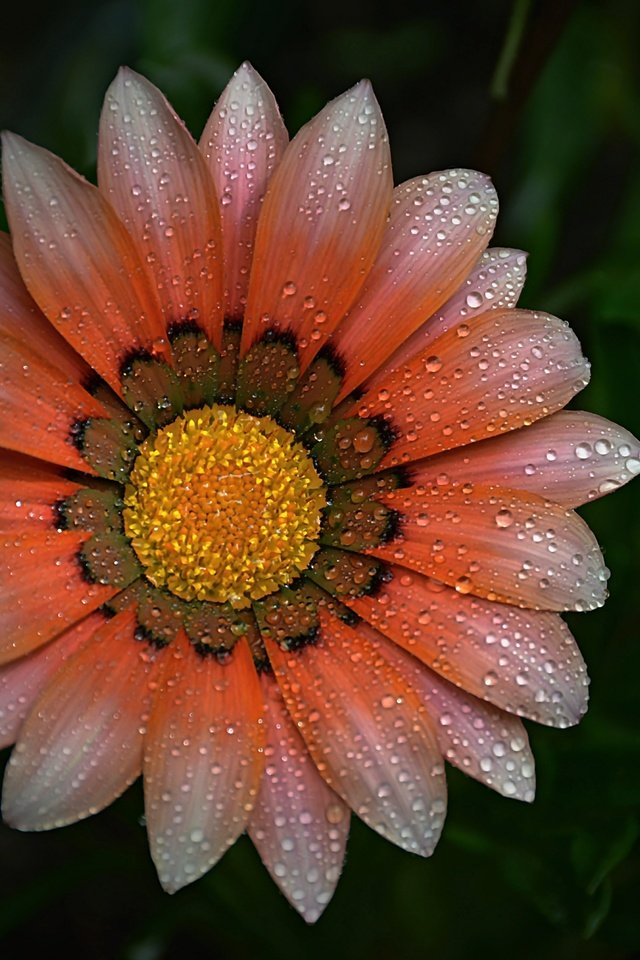 Обои макро, фон, цветок, капли, лепестки, газания, macro, background, flower, drops, petals, gazania разрешение 6000x4000 Загрузить