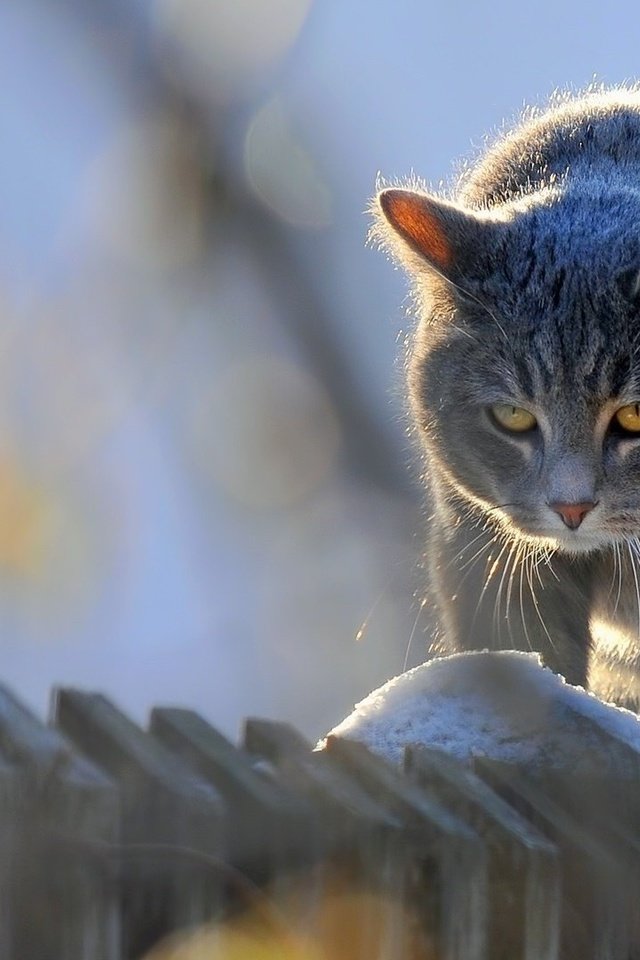 Обои кот, мордочка, усы, кошка, взгляд, забор, изгородь, cat, muzzle, mustache, look, the fence, fence разрешение 1920x1080 Загрузить