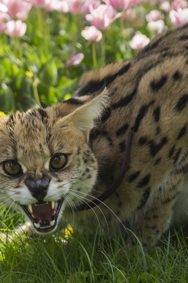 Обои цветы, трава, лето, кошка, клыки, оскал, сервал, leptailurus serval, flowers, grass, summer, cat, fangs, grin, serval разрешение 3601x2400 Загрузить