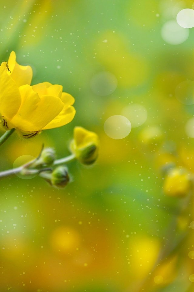 Обои бутоны, лепестки, боке, лютик, желтый цветок, buds, petals, bokeh, buttercup, yellow flower разрешение 4795x3253 Загрузить