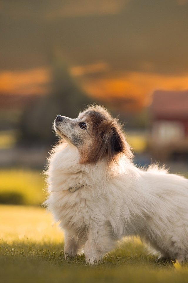 Обои закат, папильон, поле, собака, дом, щенок, птица, голубь, солнечно, sunset, papillon, field, dog, house, puppy, bird, dove, sunny разрешение 2048x1440 Загрузить