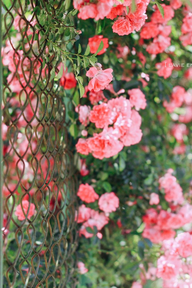 Обои цветы, розы, забор, сад, сетка, куст, jane ha, flowers, roses, the fence, garden, mesh, bush разрешение 2560x1600 Загрузить