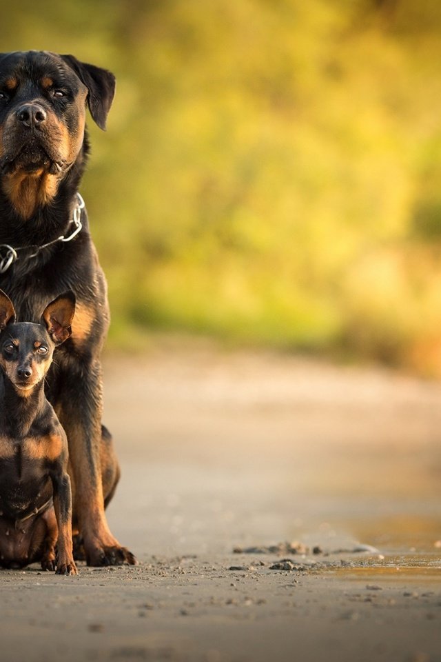 Обои собака, собаки, боке, ротвейлер, карликовый пинчер, dog, dogs, bokeh, rottweiler, miniature pinscher разрешение 1920x1200 Загрузить