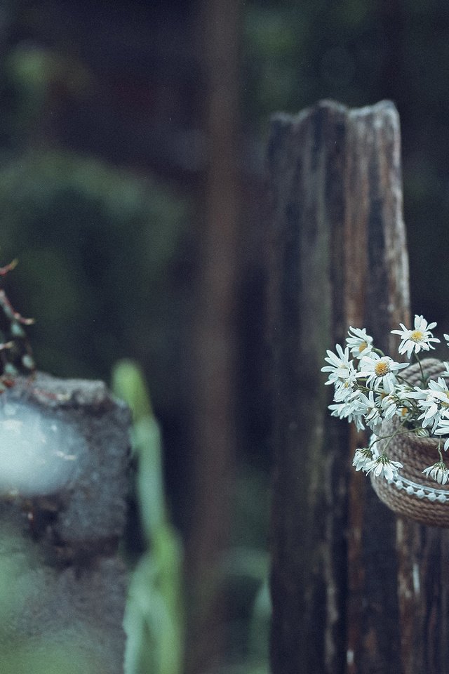 Обои цветы, забор, ромашки, белые, горшок, jane, flowers, the fence, chamomile, white, pot разрешение 2560x1600 Загрузить