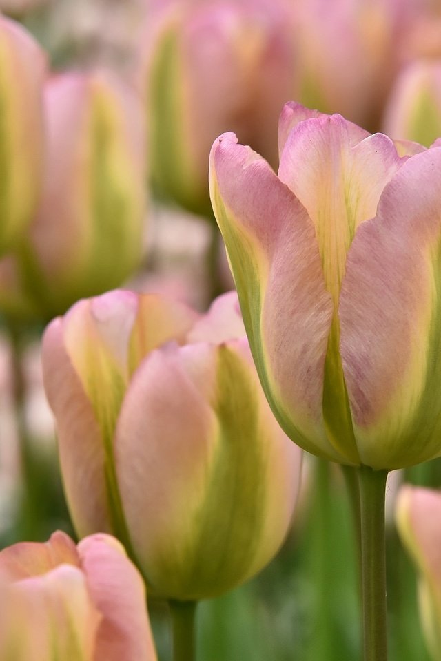 Обои цветы, бутоны, макро, тюльпаны, flowers, buds, macro, tulips разрешение 2048x1246 Загрузить