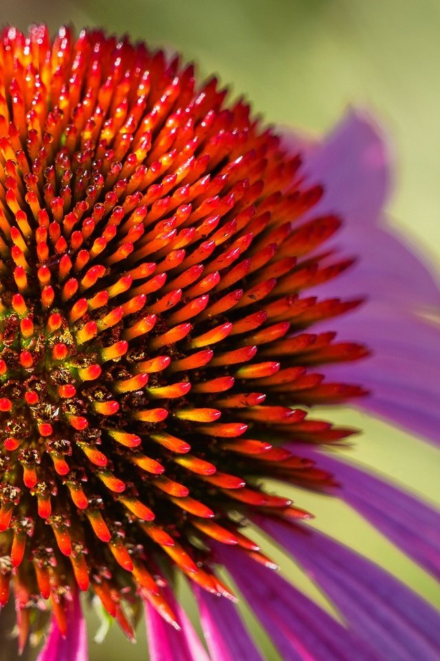 Обои макро, цветок, лепестки, эхинацея, macro, flower, petals, echinacea разрешение 2048x1365 Загрузить