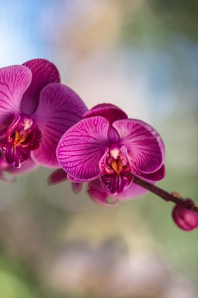 Обои цветы, цветение, лепестки, орхидея, фаленопсис, flowers, flowering, petals, orchid, phalaenopsis разрешение 2500x1779 Загрузить