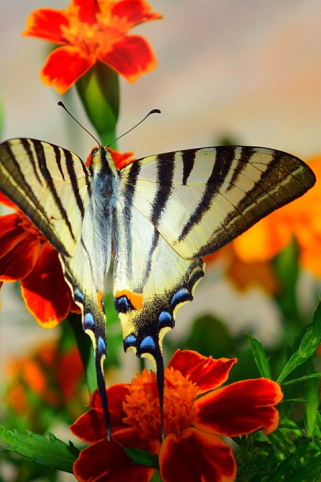 Обои цветы, макро, насекомое, бабочка, крылья, flowers, macro, insect, butterfly, wings разрешение 3000x1885 Загрузить