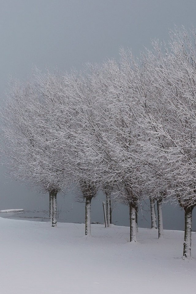 Обои деревья, озеро, снег, зима, иней, лёд, trees, lake, snow, winter, frost, ice разрешение 1920x1080 Загрузить