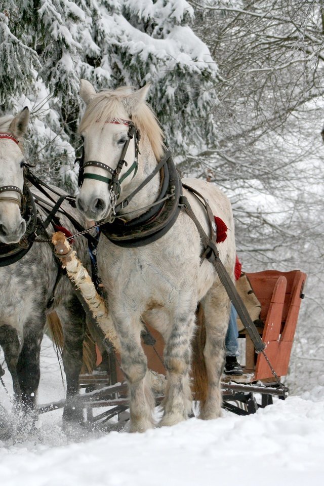 Обои деревья, кони, снег, природа, лес, зима, животные, сани, лошади, trees, horses, snow, nature, forest, winter, animals, sleigh, horse разрешение 3888x2592 Загрузить