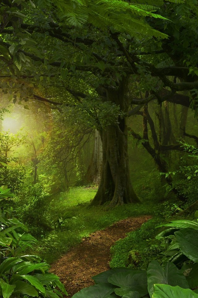 Обои деревья, солнце, зелень, лес, листья, тропинка, тропики, джунгли, trees, the sun, greens, forest, leaves, path, tropics, jungle разрешение 4256x2832 Загрузить