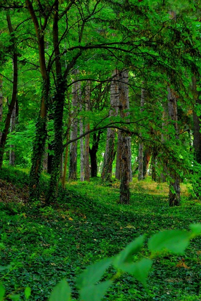 Обои деревья, зелень, растения, лес, стволы, мох, trees, greens, plants, forest, trunks, moss разрешение 3000x1887 Загрузить