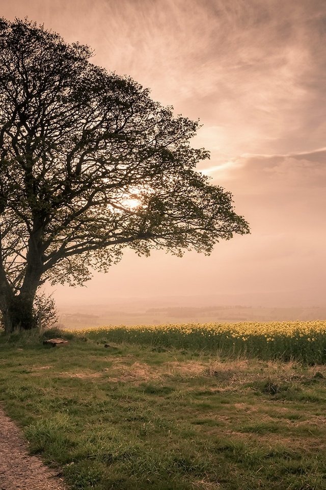 Обои небо, brian kerr photography, дорога, трава, дерево, утро, туман, поле, рапс, the sky, road, grass, tree, morning, fog, field, rape разрешение 1920x1190 Загрузить