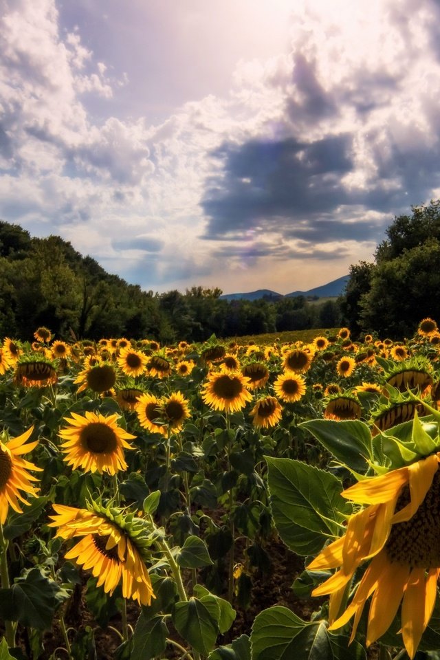 Обои небо, дорога, цветы, облака, деревья, лето, подсолнухи, the sky, road, flowers, clouds, trees, summer, sunflowers разрешение 2560x1655 Загрузить