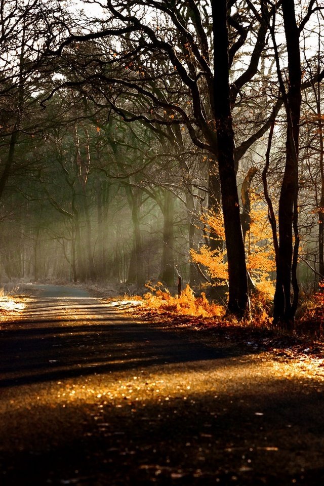 Обои дорога, деревья, природа, лес, листья, осень, солнечный свет, road, trees, nature, forest, leaves, autumn, sunlight разрешение 2135x1100 Загрузить