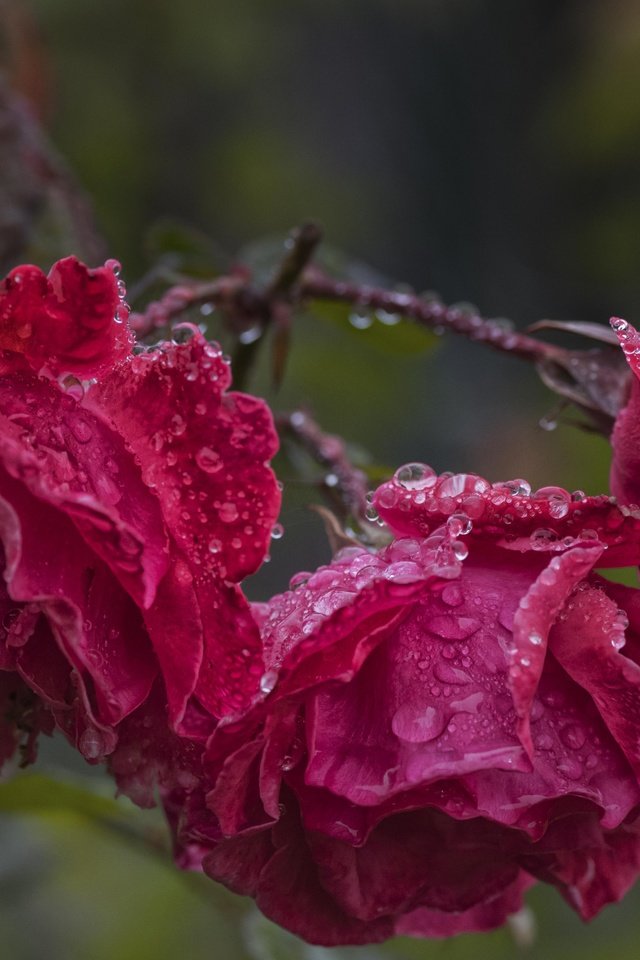 Обои цветы, капли, розы, лепестки, после дождя, flowers, drops, roses, petals, after the rain разрешение 5245x3501 Загрузить