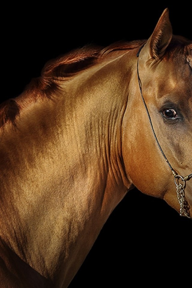 Обои лошадь, черный фон, конь, грива, жеребец, svetlana ryazantseva, horse, black background, mane, stallion разрешение 1920x1251 Загрузить