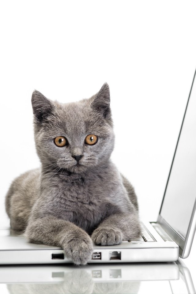 Обои кошка, ноутбук, cat, laptop разрешение 7212x4746 Загрузить