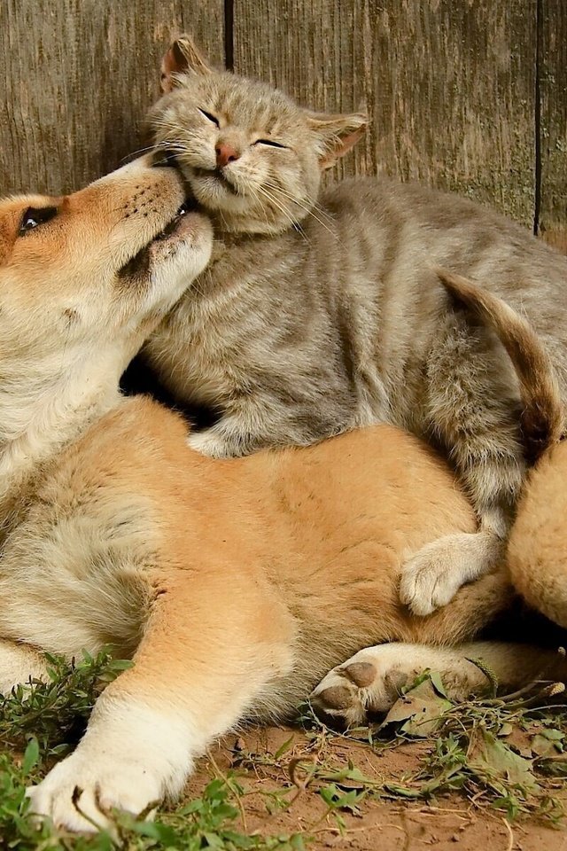 Обои кот, кошка, собака, щенок, дружба, друзья, cat, dog, puppy, friendship, friends разрешение 1920x1200 Загрузить