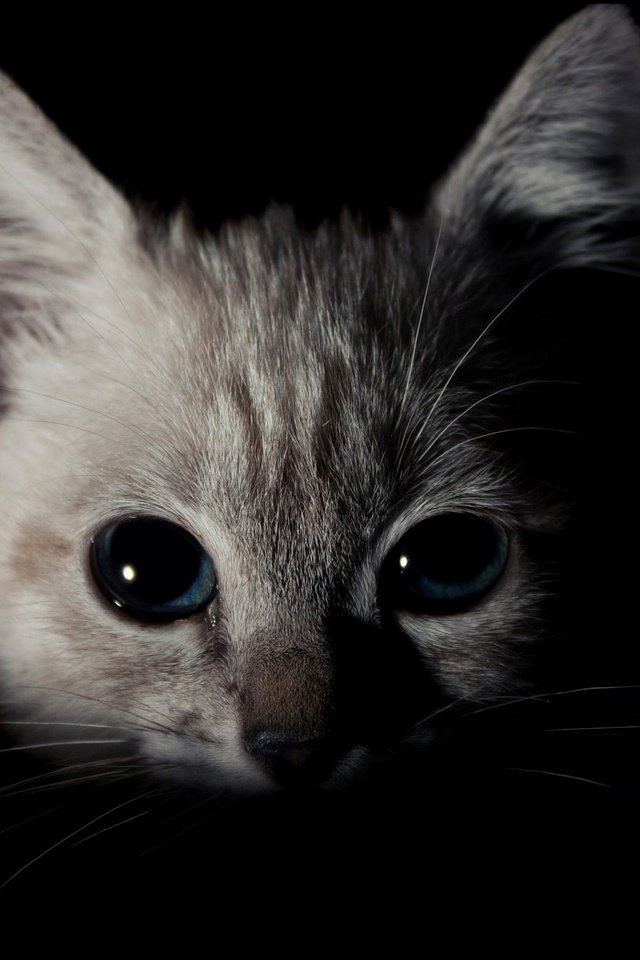 Обои кот, кошка, взгляд, котенок, мордашка, темнота, голубые глаза, cat, look, kitty, face, darkness, blue eyes разрешение 2393x1346 Загрузить