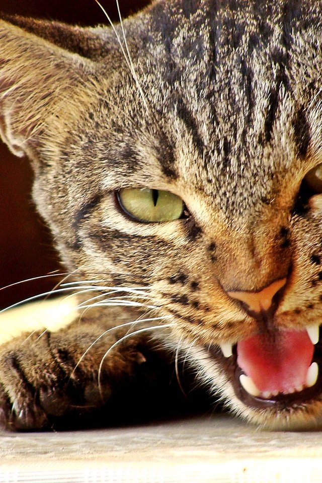 Обои кот, мордочка, усы, кошка, взгляд, язык, злой, cat, muzzle, mustache, look, language, evil разрешение 2048x1536 Загрузить