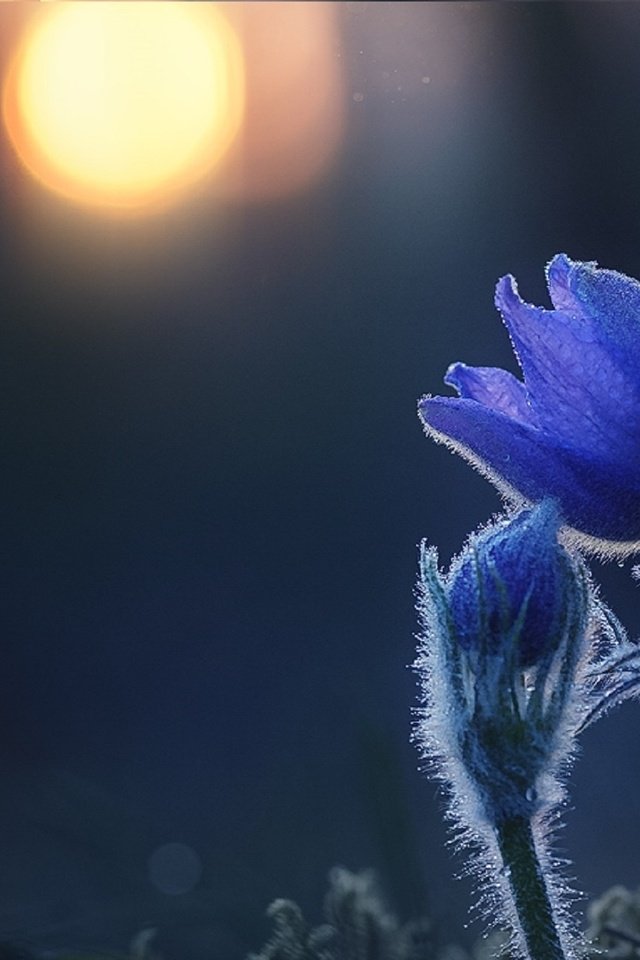 Обои цветы, лес, закат, макро, весна, анемоны, сон-трава, прострел, flowers, forest, sunset, macro, spring, anemones, sleep-grass, cross разрешение 1920x1265 Загрузить