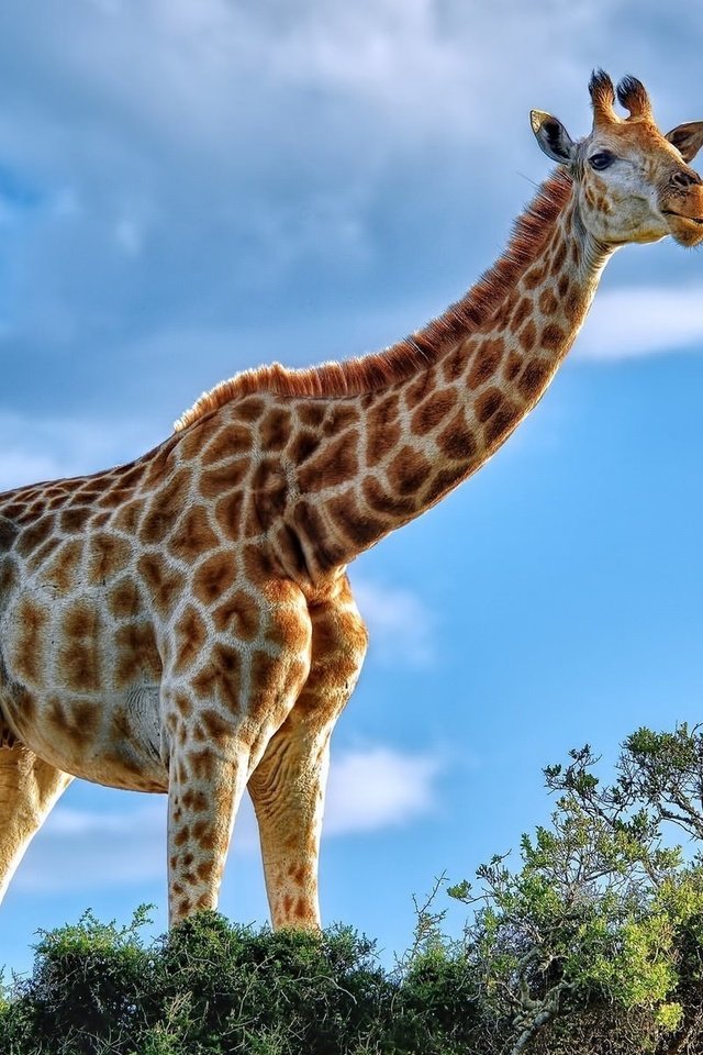 Обои небо, облака, лето, африка, жираф, the sky, clouds, summer, africa, giraffe разрешение 1920x1200 Загрузить