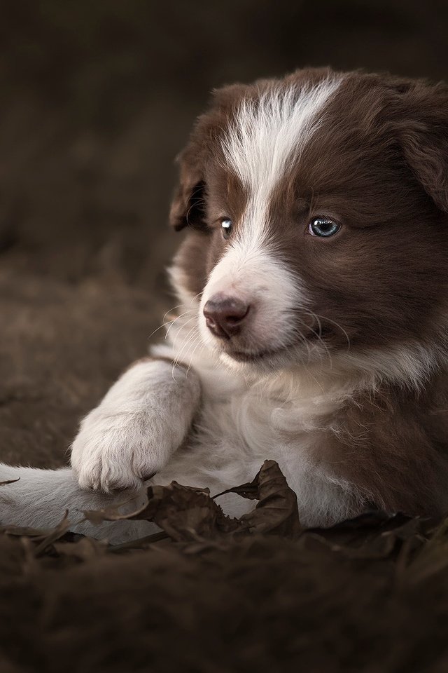 Обои листья, собака, щенок, животное, пес, бордер-колли, claudio piccoli, leaves, dog, puppy, animal, the border collie разрешение 2048x1365 Загрузить