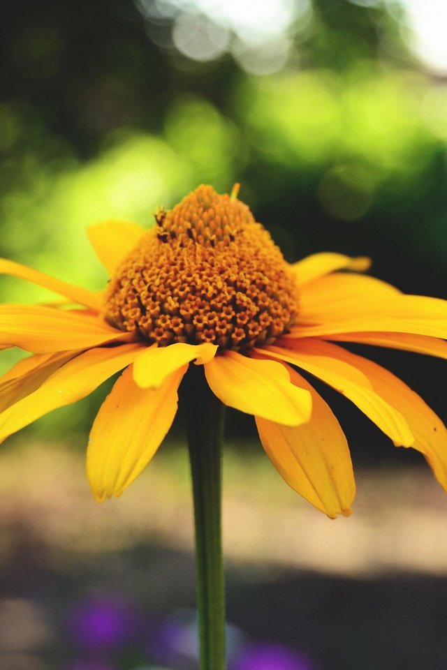 Обои макро, цветок, лето, лепестки, размытость, растение, macro, flower, summer, petals, blur, plant разрешение 4608x3072 Загрузить