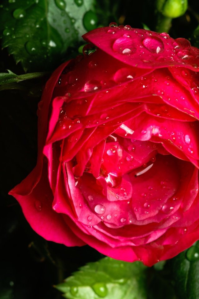 Обои макро, цветок, капли, роза, бутон, после дождя, macro, flower, drops, rose, bud, after the rain разрешение 6000x4000 Загрузить